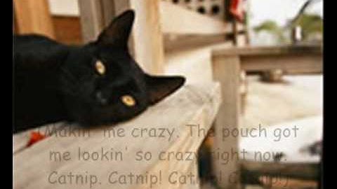 Crazy on Nip  (Funny cat video!)  catsongs.com