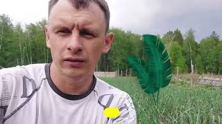 видео: Чеснок KZ (Выращивание чеснока в Казахстане, Акмолинская область, Сандыктауский район, село Каменка) картинка: Чеснок KZ (Выращивание чеснока в Казахстане, Акмолинская область, Сандыктауский район, село Каменка)