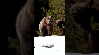 Grizzly Bear-399-Wildlife Photography-Jackson Hole/Grand Tetons /Yellowstone #shorts #wildlife #bear