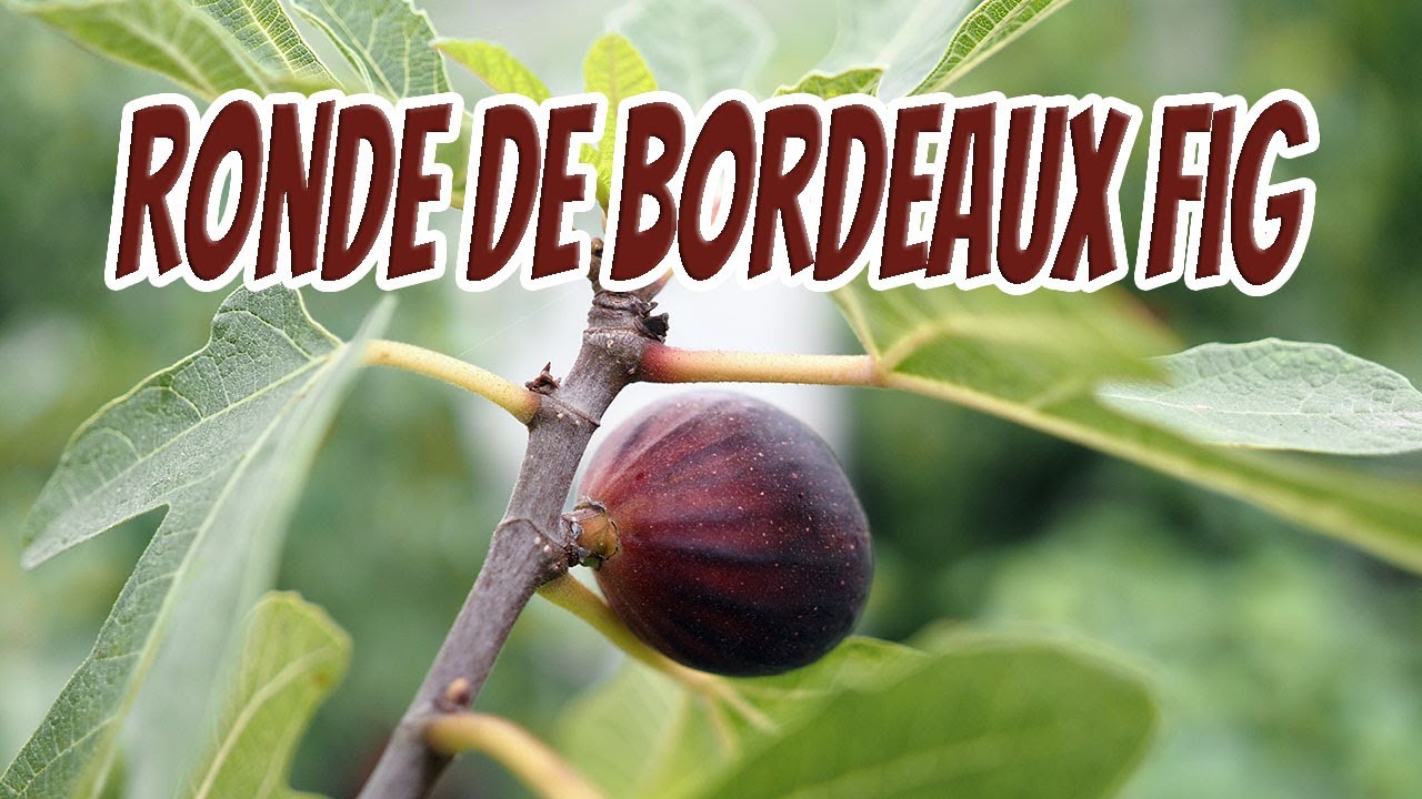 Дегустация инжира из Бордо