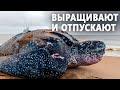 Редких кожистых черепах спасают от вымирания в Таиланде