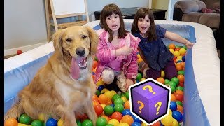 6 Year Old Twins Get New Puppy! 8 Week Old Dog | First Vlog by Aaron DeBoer Vlogs 2,216,457 views 6 years ago 6 minutes