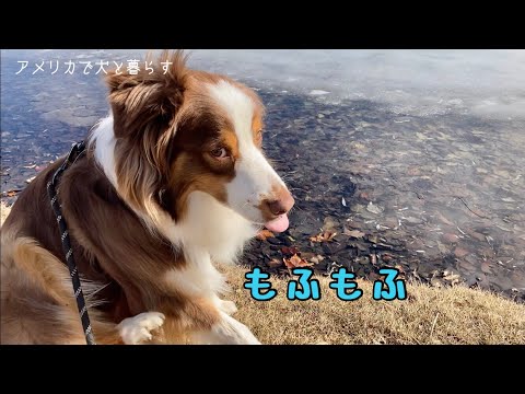 もふもふ犬には少々暑い春の訪れ【オーストラリアン・シェパード】| It’s a little hot day for Australian Shepherd.