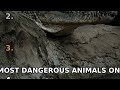 Top 5 Most Dangerous Animals on Earth (You'll Be Shocked) #Shorts