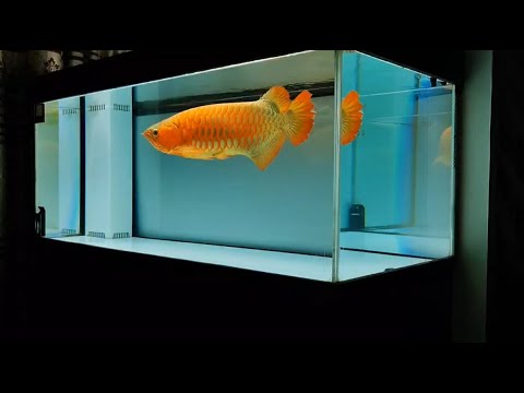 Stunning Goldfish Octagon Tank Equipment Showcase image