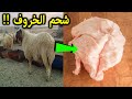 عشنا طول عمرنا محتارين فى لية الخروف (شحم الخروف ) شاهد ماذا تفعل فى جسمك  ..!!