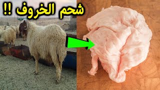 عشنا طول عمرنا محتارين فى لية الخروف (شحم الخروف ) شاهد ماذا تفعل فى جسمك  ..!!