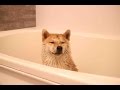 柴犬だいふくのシャンプーできるかな [Daifuku's Bath time]