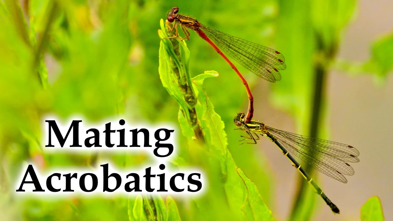 Damselfly Mating Acrobatics 