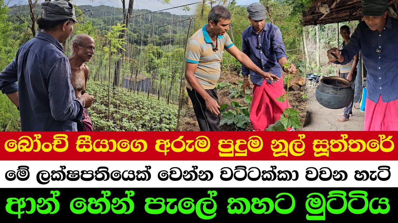 Earn Millions Growing Pumpkins – Here's How | The Magical Thread Art of Bean Grandpa