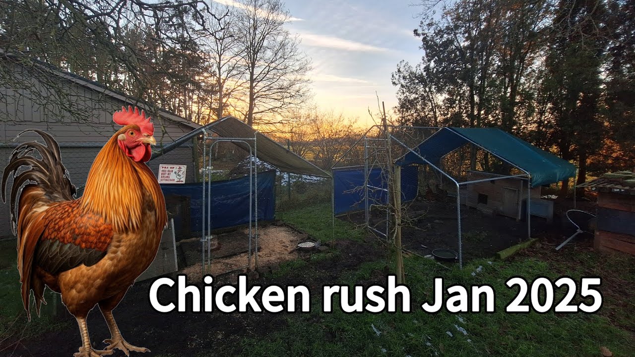 chickens-morning-rush-january-2025-youtube