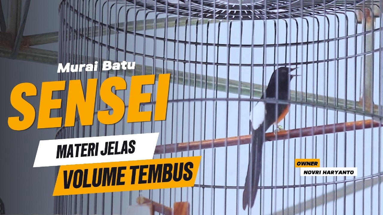 MURAI BATU SENSEI MATERI JELAS VOLUME TEMBUS , BIKIN PENONTON HEBOH - HUT KOREM 041/GAMAS KE 80