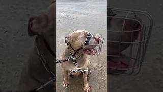 Woman Traveled 9,000 Miles So Her Dog Could Be Free Again