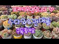 26.05.24.451회, 일요일 프리티우먼 수다& 판매라방해요