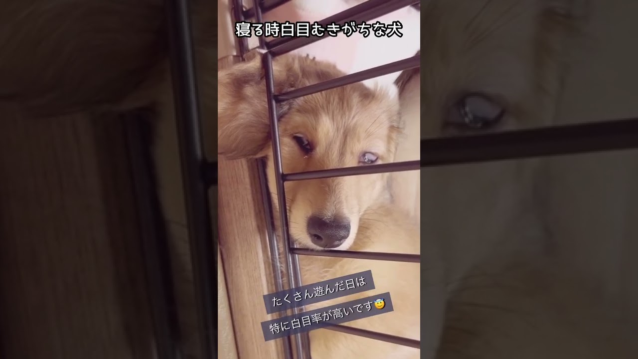 寝る時白目むきがちな犬 Shorts Youtube