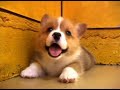 ウェルシュ・コーギー　Welsh Corgi