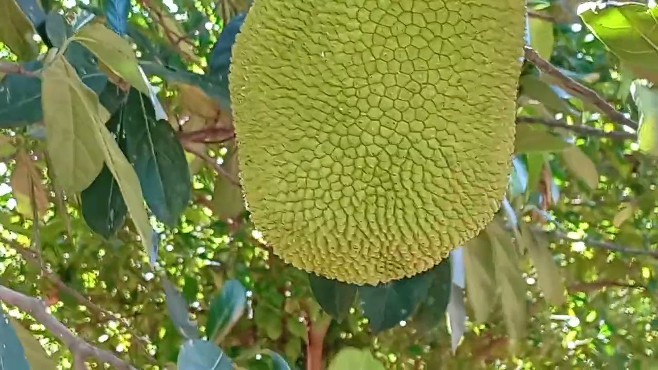 Mostrando as coisas da roça 