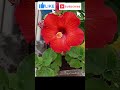 #harishvlogs #terracetour #gardendesign #terracegardentour #terracegarden #agriculture