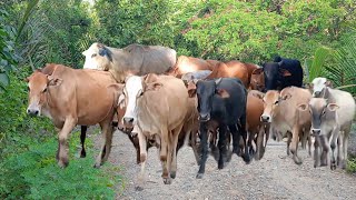 sapi lembu jinak berkeliaran di jalan,sapi joget | Suara Sapi Cow MOO |