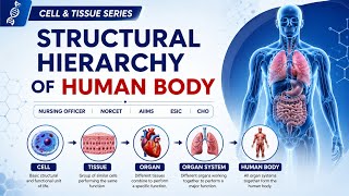 Cell, Tissue, Organ & Organ System Explained | Anatomy for Nursing Officer Exams