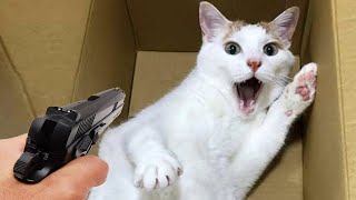 Funniest Cats and Dogs Moments Caught on Camera!