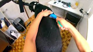 Grooming Swiss Mountain Dog by Dlakca pet grooming 280 views 1 year ago 3 minutes, 33 seconds