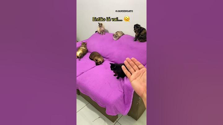 EU DISSE A VERDADE PARA OS MEUS GATOS #shortssprintbrasil