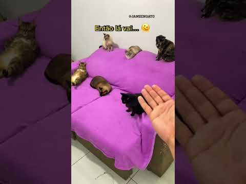 Vídeo: 23 cães que tiveram a infelicidade de serem adotados por pessoas de gato