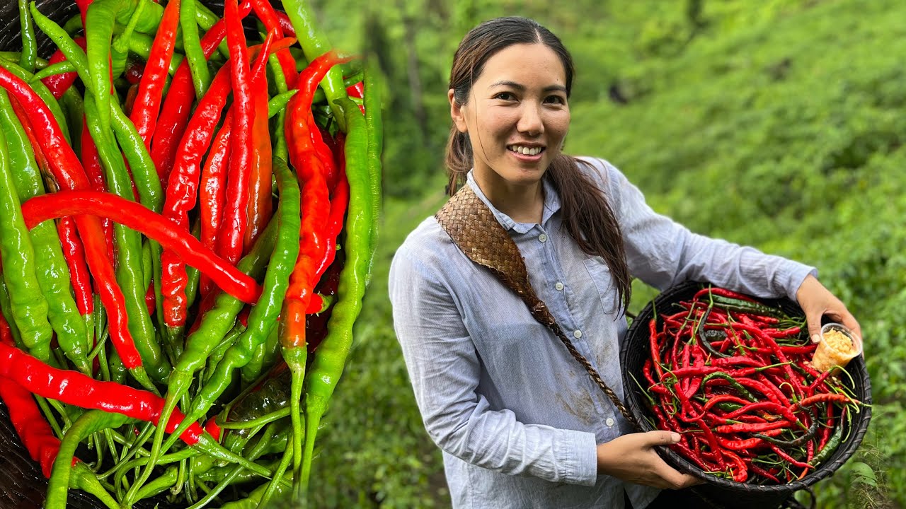 Visiting Sirarakhong Hathei (Chilli) Farm // Tangkhul Village Life