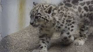 ユキヒョウの赤ちゃん 屋外放飼場デビューと鳴き声~Snow Leopard Baby's cry