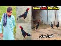 💫😎🐓Watch My Jawa And Mushka Roosters Have Amazing Personality 