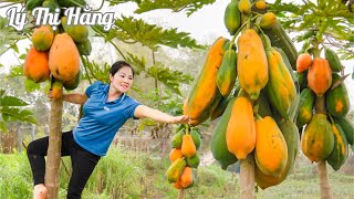 Harvesting Papaya & Goes to the Market Sell  Harvesting & Cooking || Ly Thi Hang Daily Life