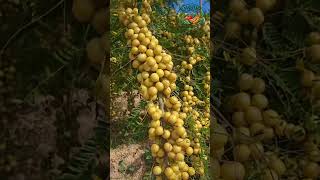আমলকির গুনাগুন#আমলকি #HealthyLife #VitaminC #NaturalCare
