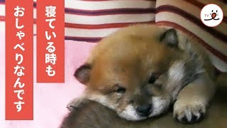 どんな夢を見てるの？まるで喋っているような子犬の寝言🐾【PECO TV】