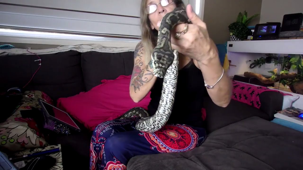 pythons for sale Shy And Timid Snakes Does Not Mean Fearful Or Stressed