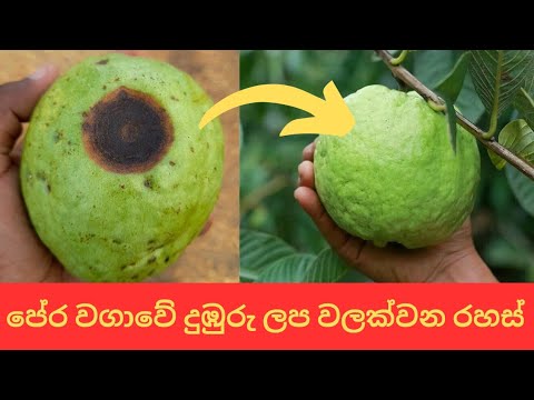 පේර වගාවේ දුඹුරු පුල්ලි රෝගය /මලකඩ රෝගය පාලනය (How to control red rust ...