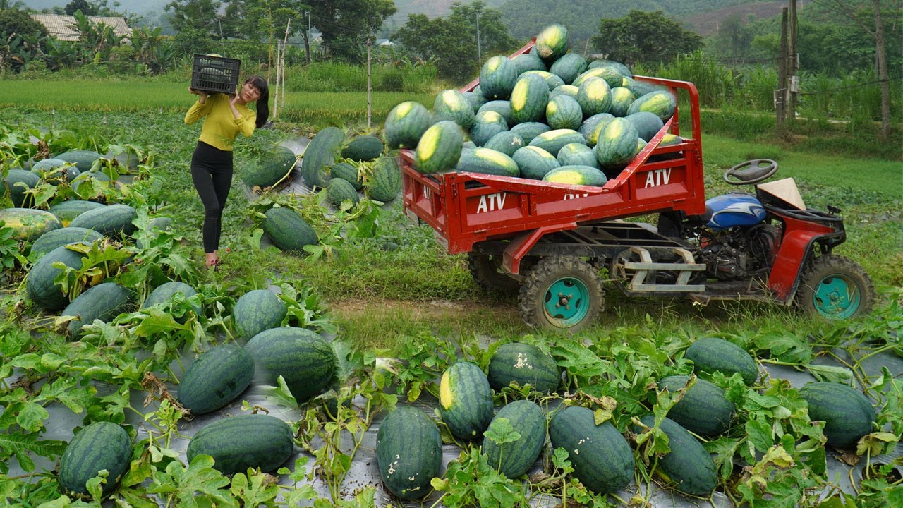 Amazing harvesting a lot of watermelons from people's farms - Use 4-Wheeled Truck Transport To Sell