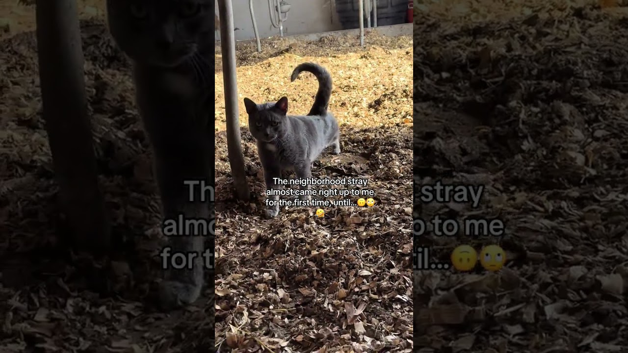 @bovinebuckeye: Наслаждайтесь моими яркими комментариями 🤣 