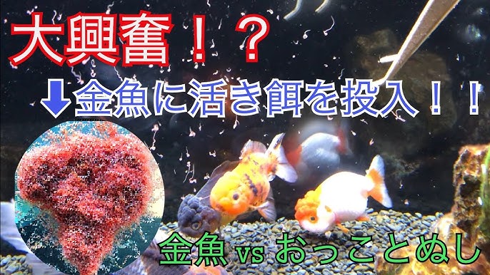 ヤフオク金魚は危険 金魚にウオジラミ Youtube