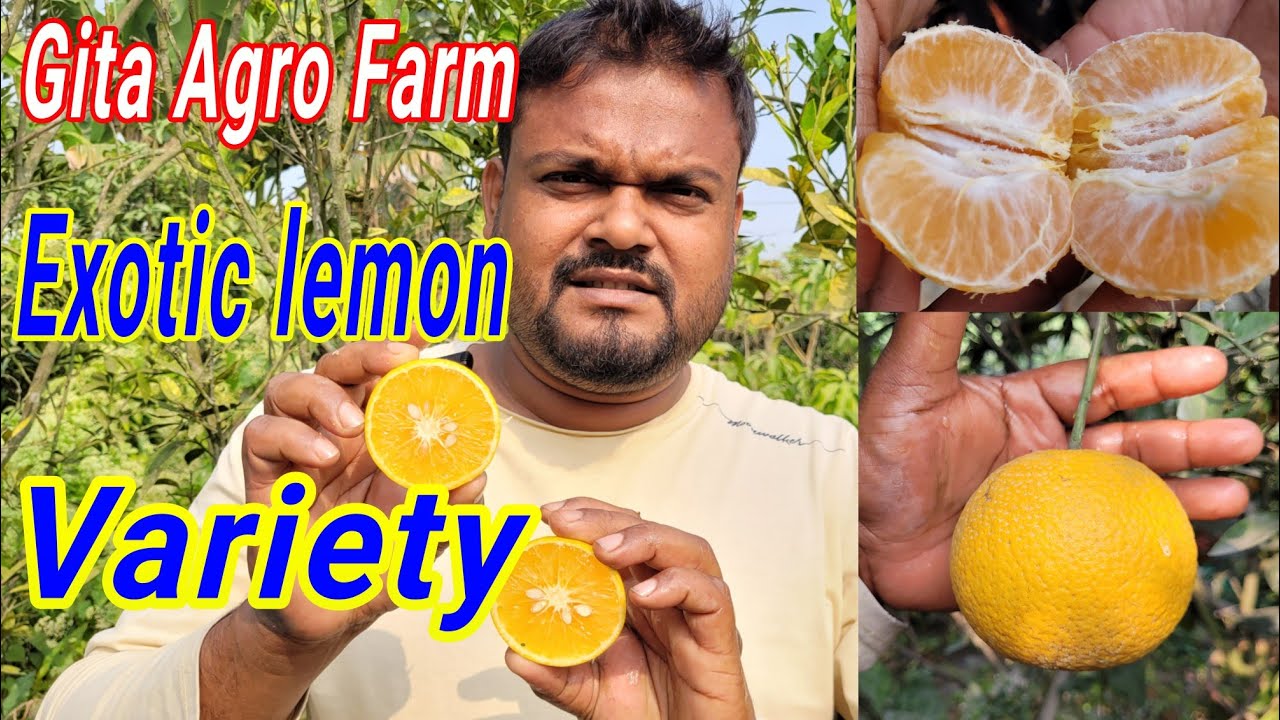 Обзор урожая и вкуса лучших сортов апельсинов/мандаринов от Gita Agro Farm.