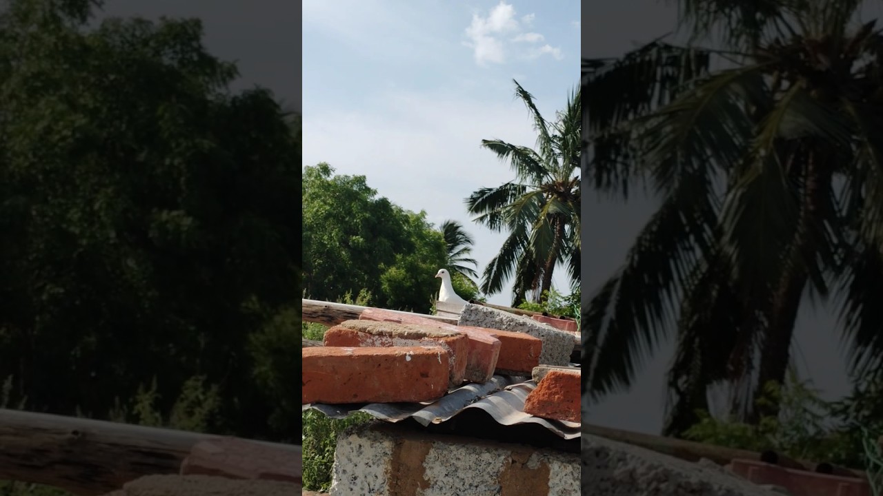 💥 Our New pigeon coop update🎁