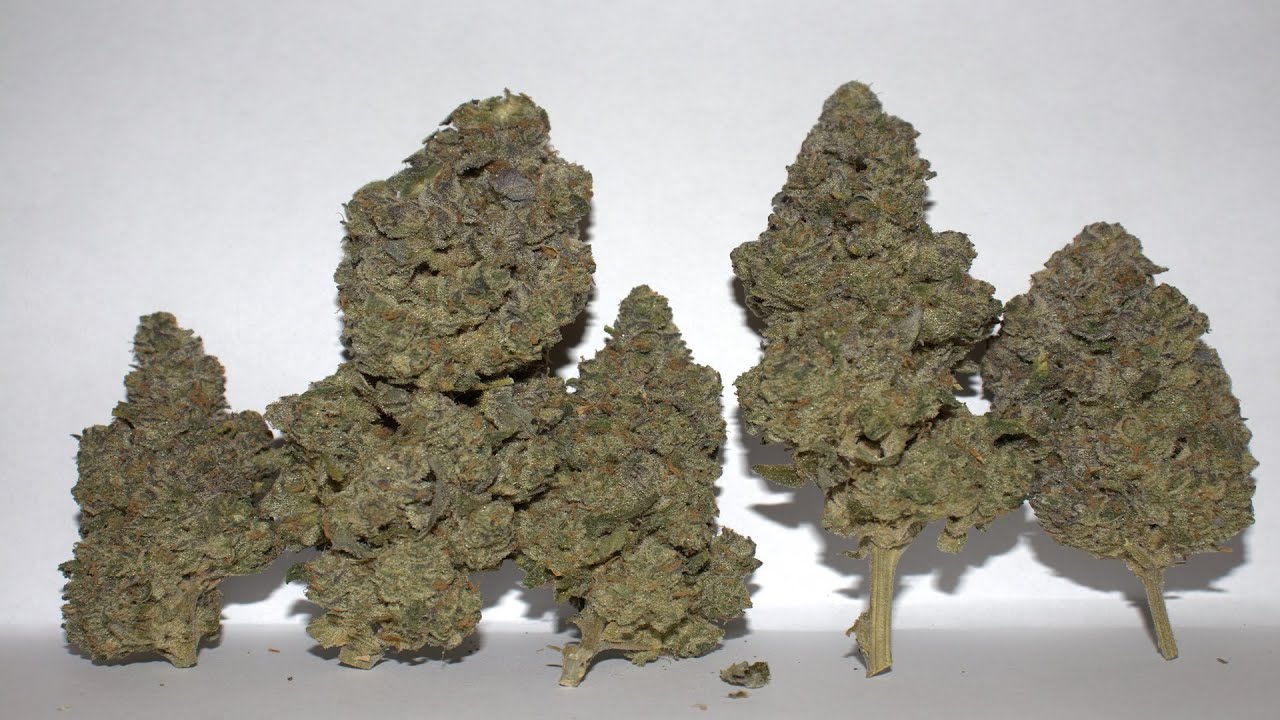 Strain Review - Fritter Mints #1