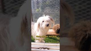 Dogs can get couples closer! COUPLE GOALS! #shortsfeed #shorts #schnoodle #dog #dogshorts #doglover