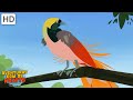 Belos pssaros  guias falces beija flor  mais episdios completos aventuras com os kratts