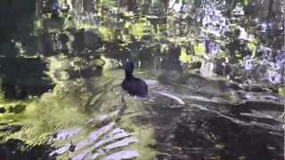 New Zealand Scaup Aythya Novaeseelandiae