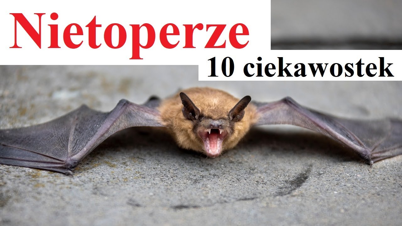 Nietoperze - 10 ciekawostek