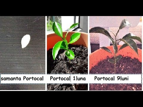 Cum am plantat portocal din samanta - Portocal de 9 luni