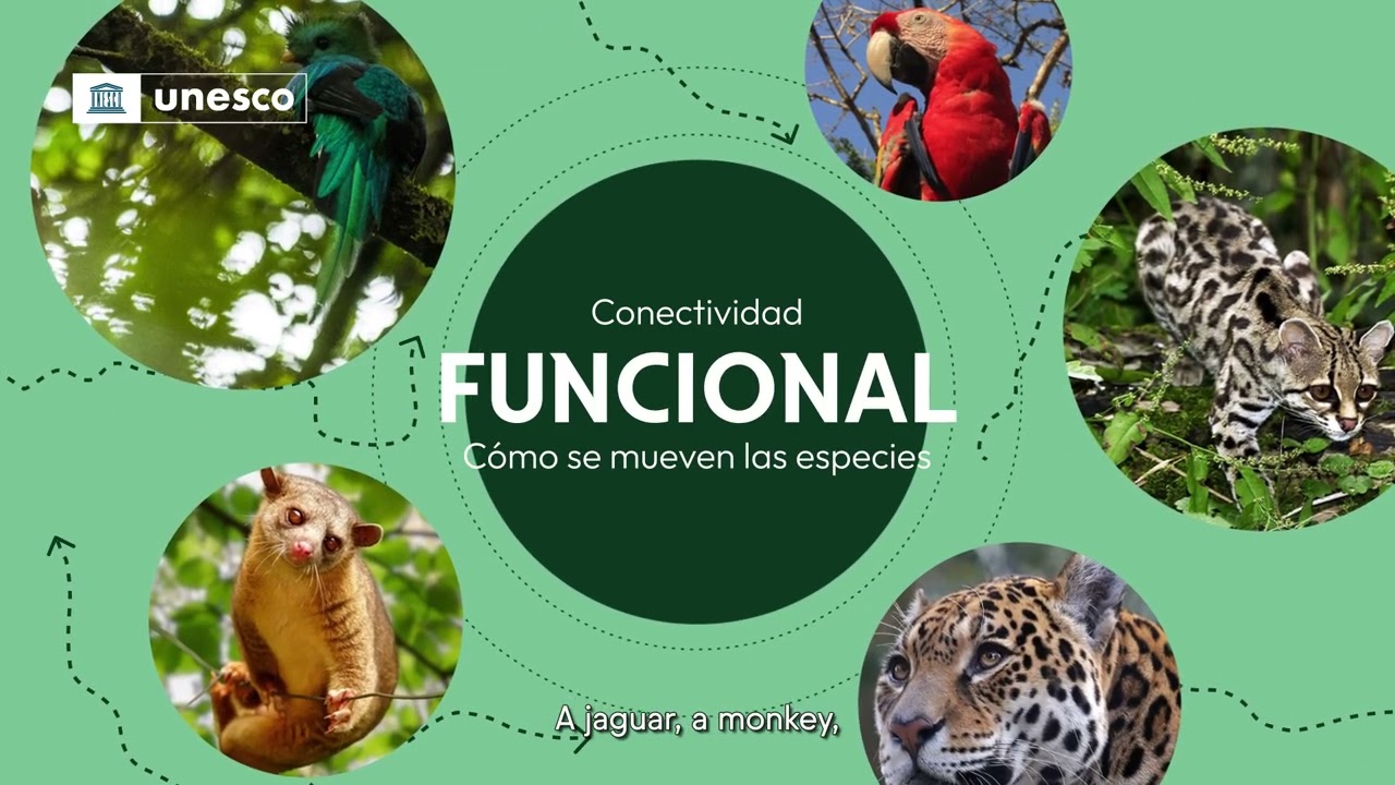 Scaling up connectivity in the Trifinio-Fraternidad Transboundary Biosphere Reserve