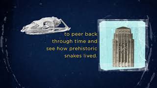 Snake dietary diversity exploded after mass extinction 66 million years ago