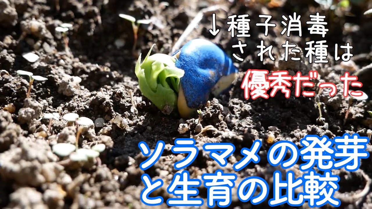 ソラマメの種蒔き後の発芽と生育を比較 種の話 農業 19年11月15 29日 Youtube